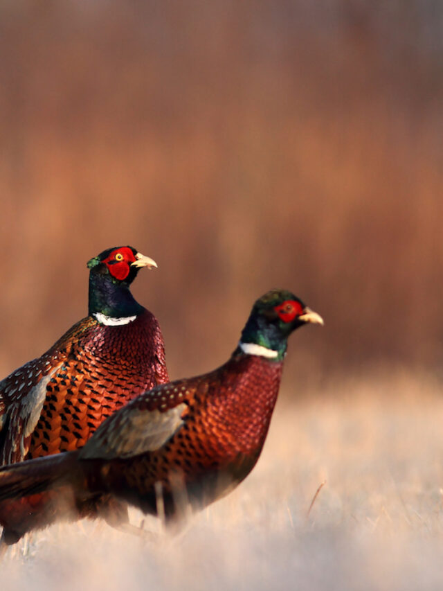 Are Pheasants Chickens?