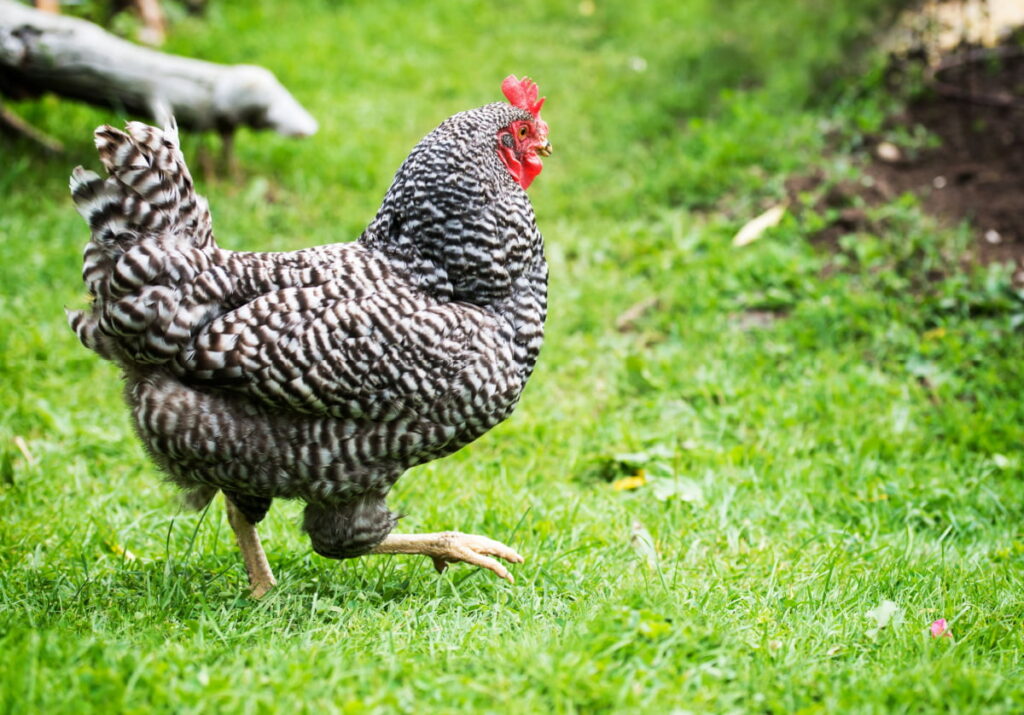 A Dominique chicken walking on the green grass in the farm