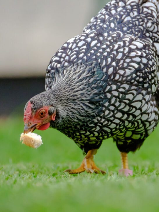 Adult Wyandotte silver-laced hen Chicken seen grabbing a piece of bread - ss230824