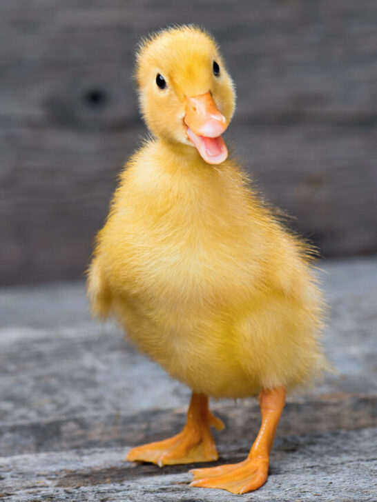 Cute little newborn duckling standing on wood - ss230825