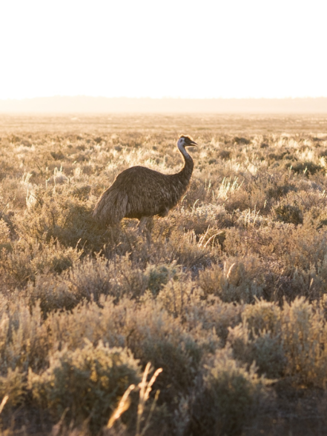 Can Emus Eat Pumpkin?