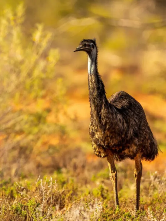 Emu standing in nature background - ss230812