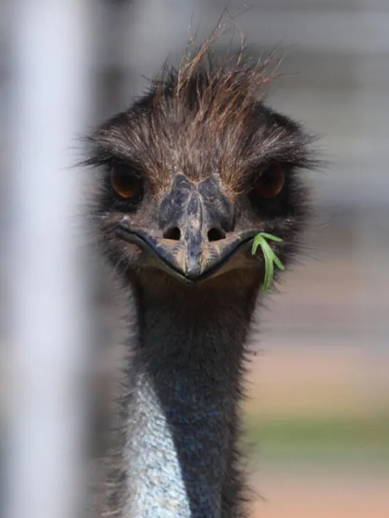 Emu with grass on its mouth on the farm - ss230816