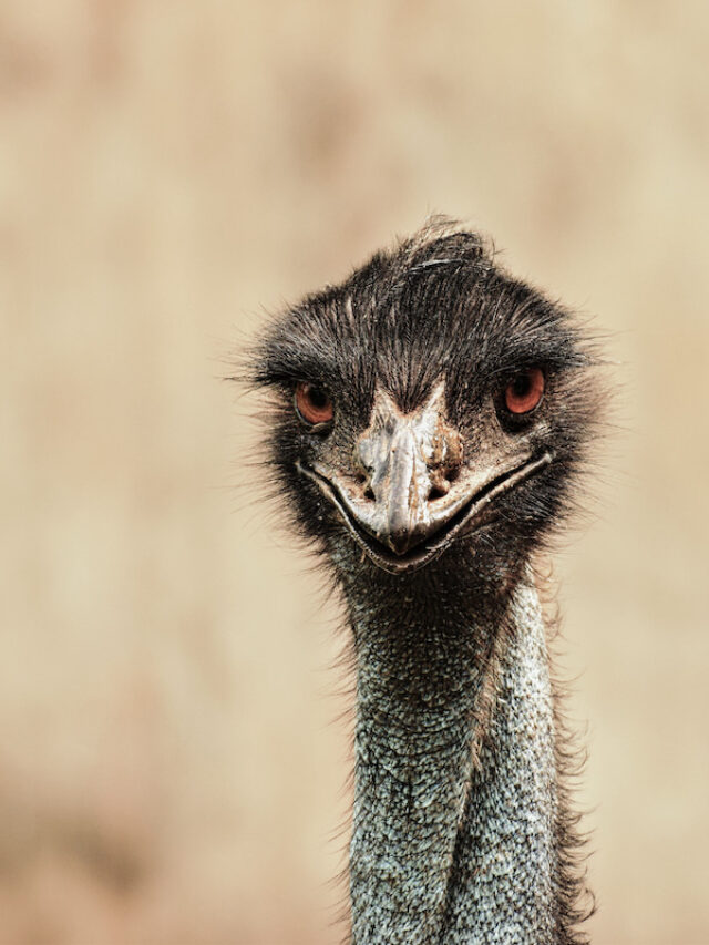 3 Animals You Should Not House With an Emu