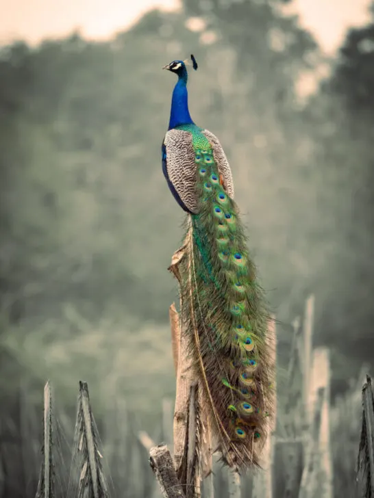 Peacock in Sri Lanka in the morning - ss230814