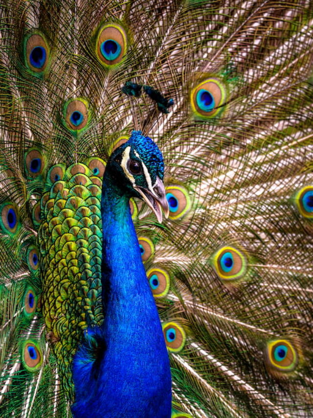 10 Vegetables Peacocks Can Eat