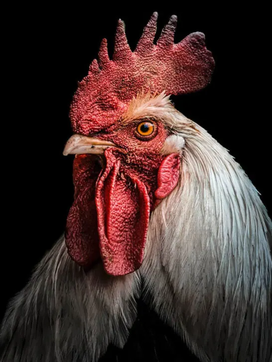 Portrait of a rooster on black background - ss230825