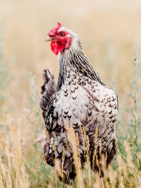 Silver Laced Wyandotte Hen on light nature background - ss230824