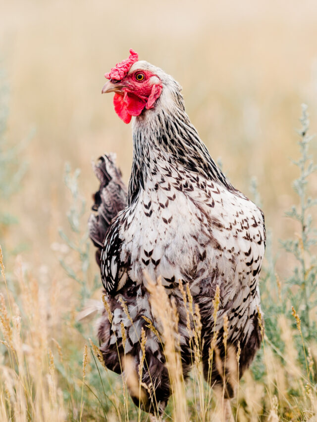 15 Beautiful Wyandotte Chicken Colors
