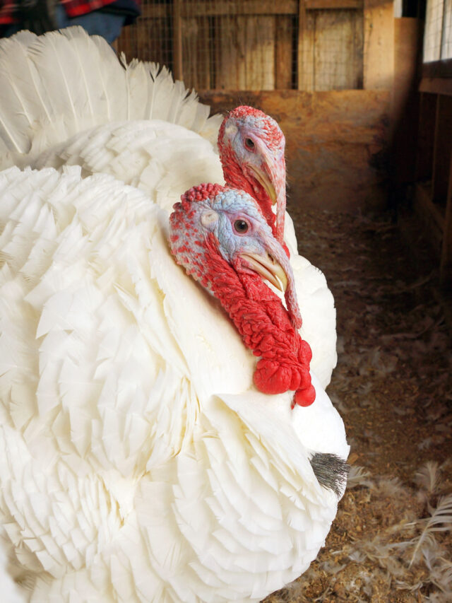 Beltsville Small White Turkey– A Breed Profile