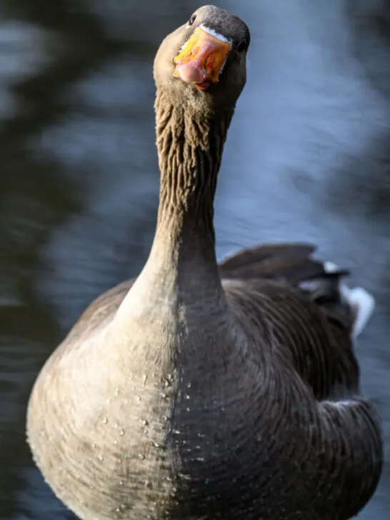 greylag goose on a lake - ss230802