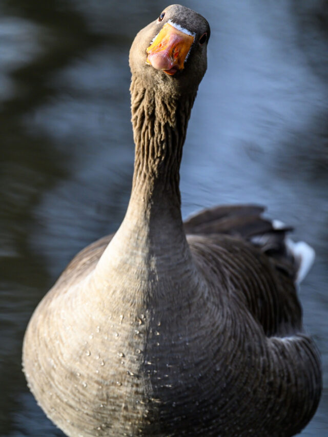 Would a Hawk Kill a Goose? 7 Goose Predators to Be Aware Of The Hip Chick