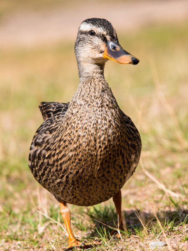 249+ Funny Duck Names