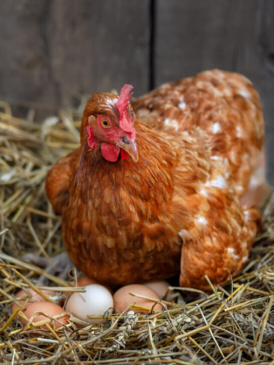 red laying hen hatching eggs in nest of straw inside a wooden chicken coop - ss230824