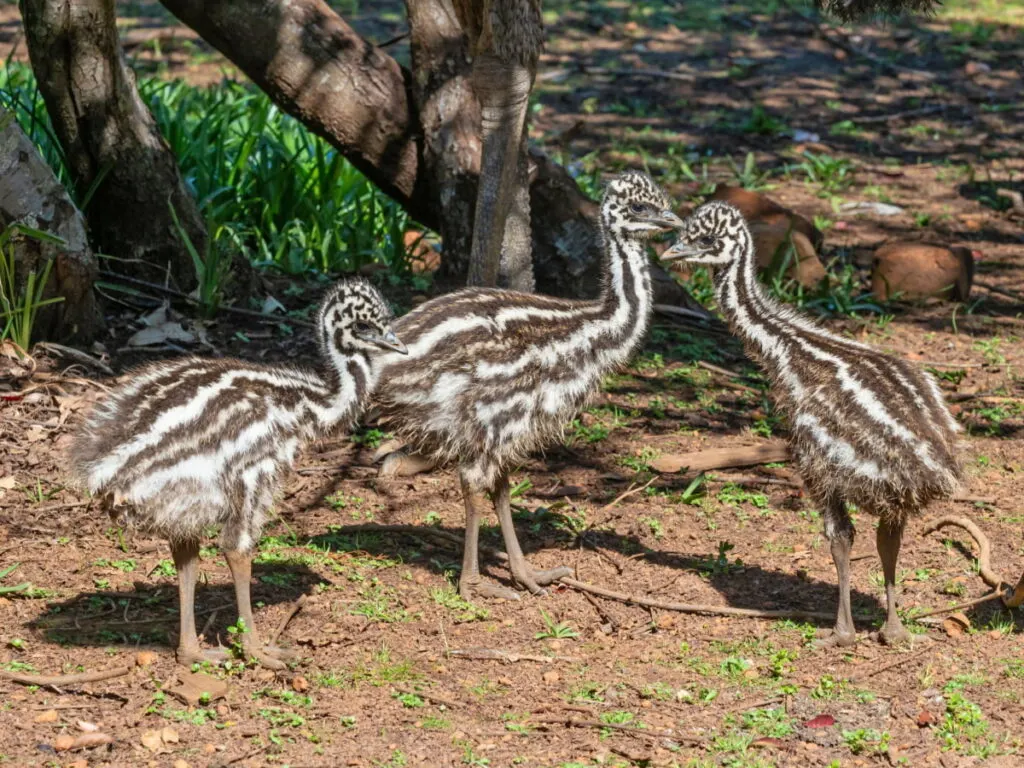 three emu chicks together under the sunlight