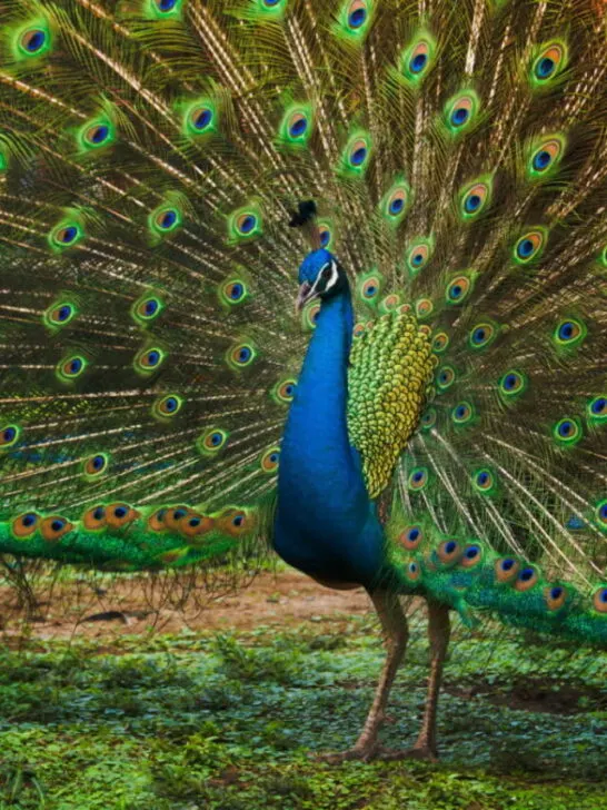 A majestic Indian Peafowl showing off its fan tail