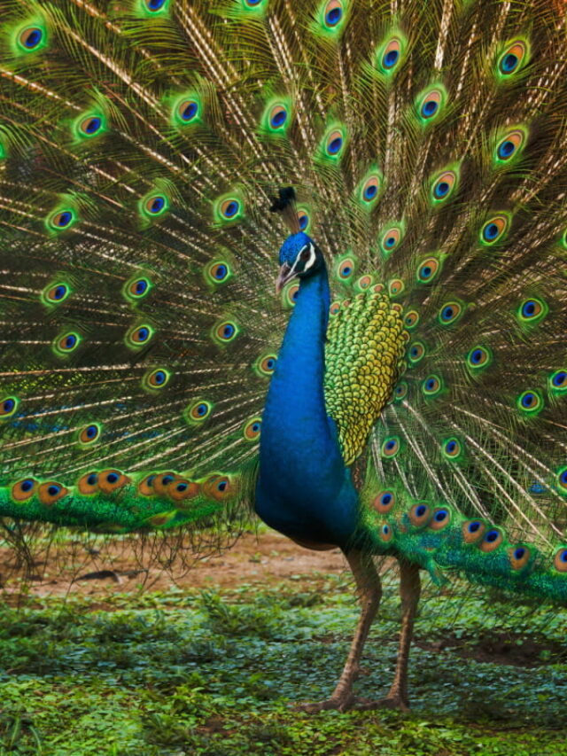 Indian Peafowl Breed Profile - The Hip Chick