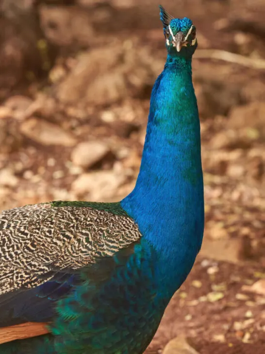 Male peacock portrait in the zoo - ss230909