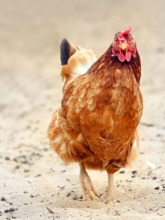 brown hen looking for food in the farm yard. - ss230919