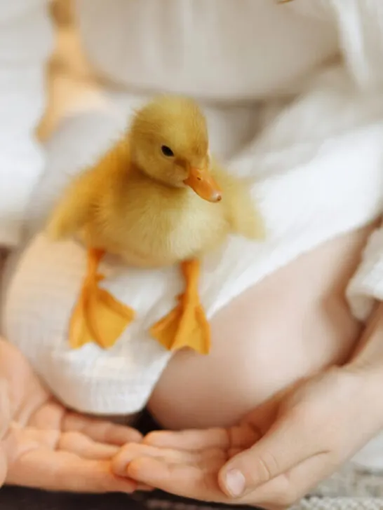 caring for a small duckling