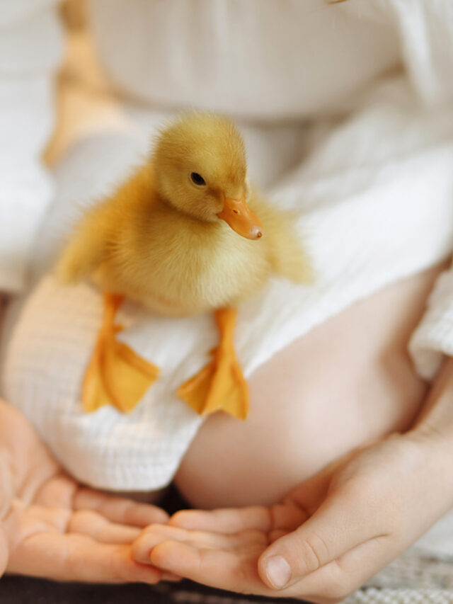 Ultimate Guide to Raising Ducks