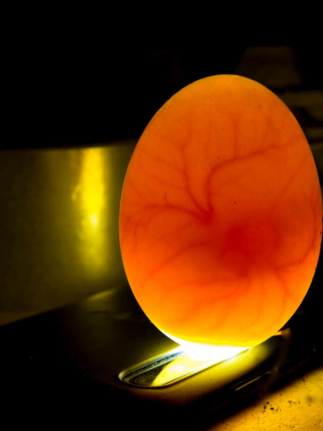 Can You Candle Peacock Eggs?