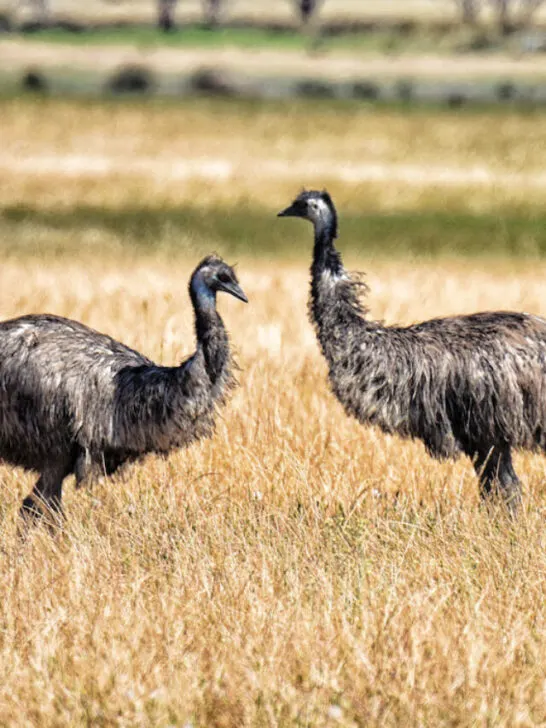 pair of emu birds doing a mating ritual