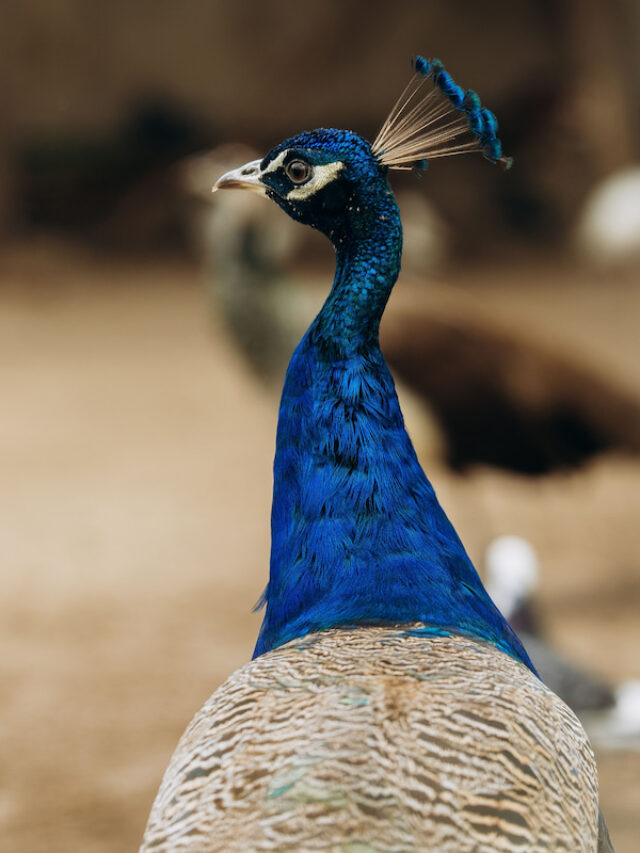 8 Companion Animals for Peacocks