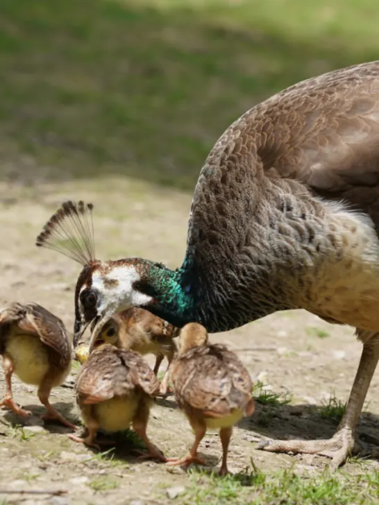 Beautiful peacock mother takes care of her little newborn chicks - ss231024