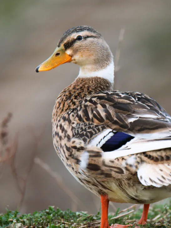 a silver appleyard duck
