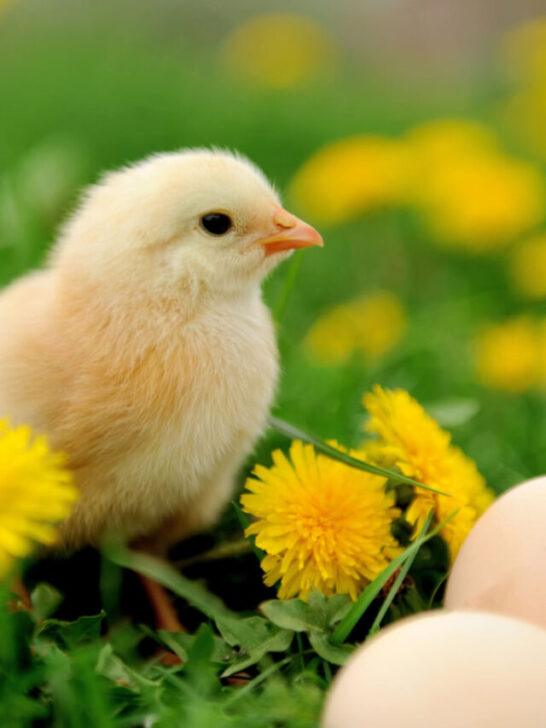 baby chick in the middle of pretty yellow flowers