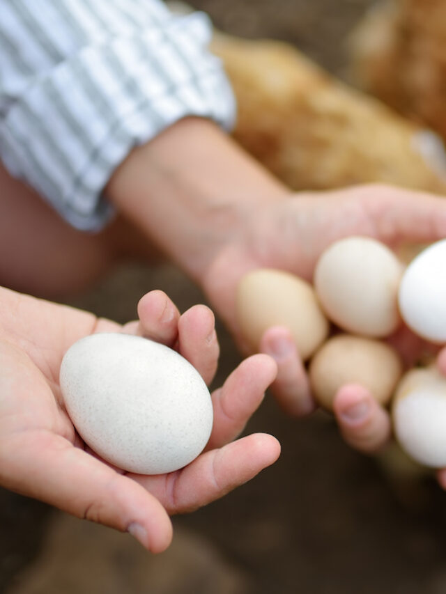 7 Reasons Duck Eggs Are Not Sold in Stores