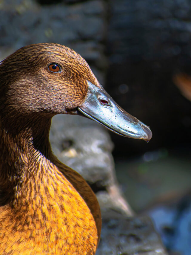 Domestic Duck Breeds