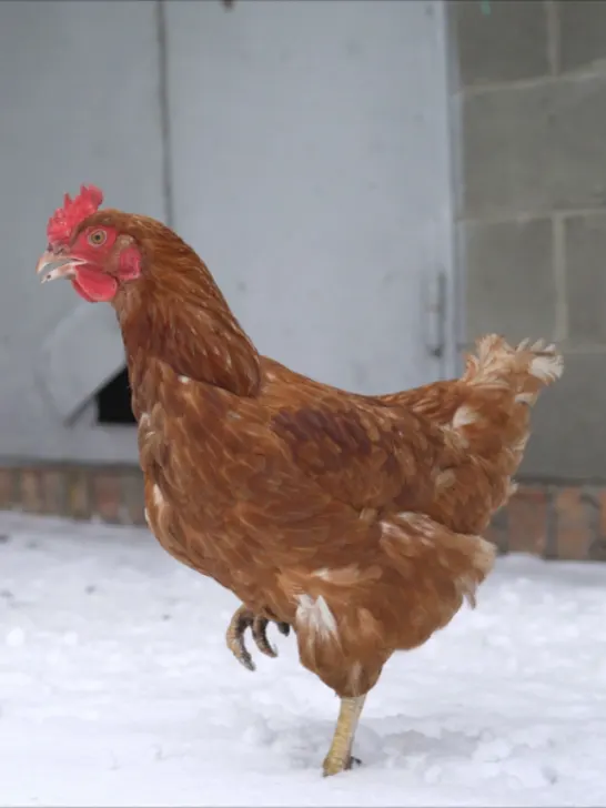 Red fat chicken stands in the snow