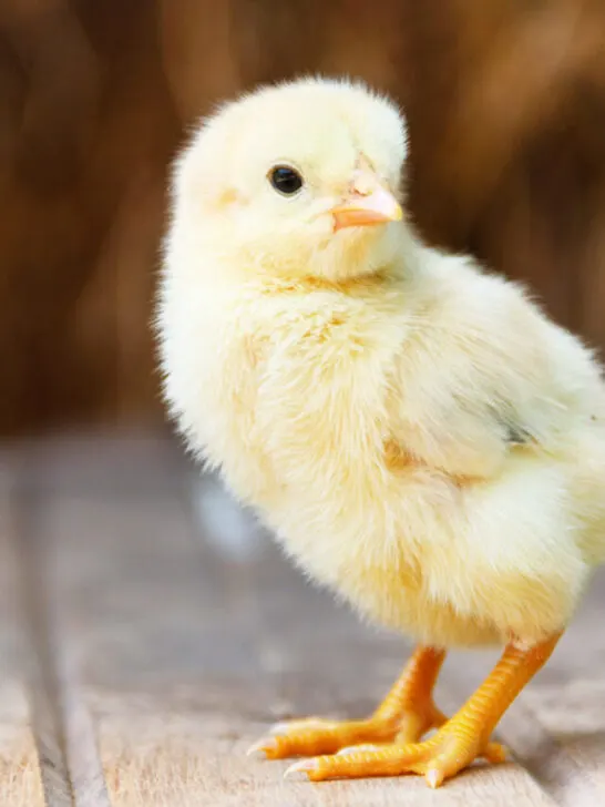a baby chick on a wooden board