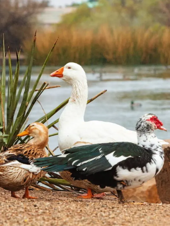 ducks and goose on the same spot near the lake in a park