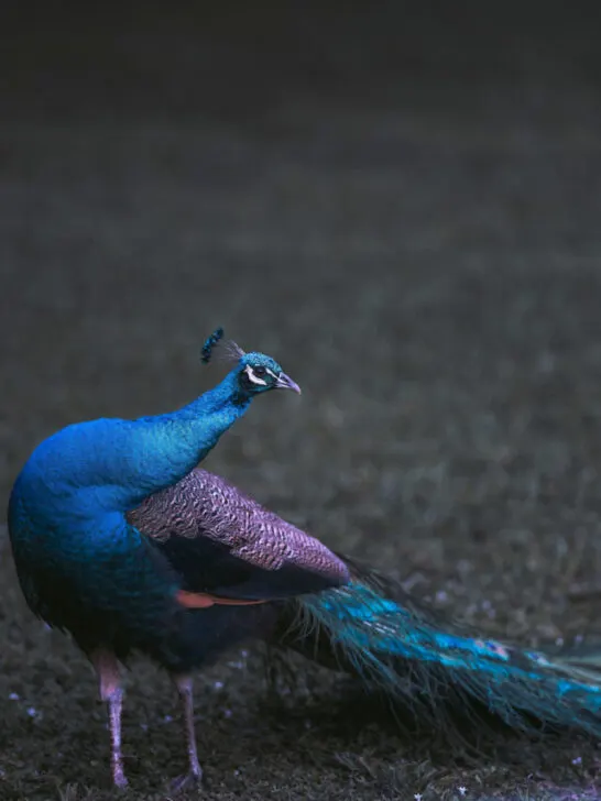close up of a peacock beautiful Florida - ss240327