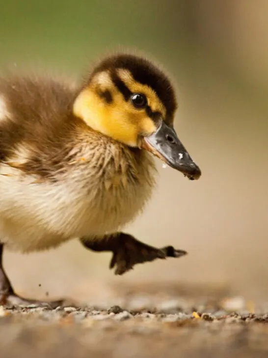 a baby duckling on a path way